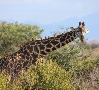 giraffe-1masai mara