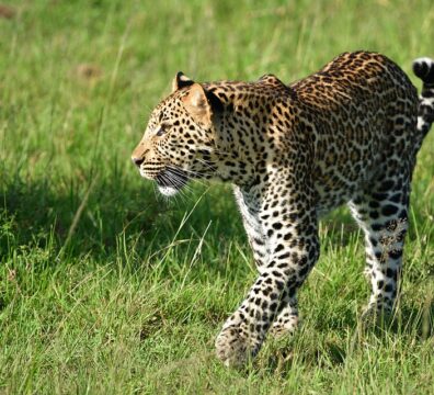 leopard-7masai mara