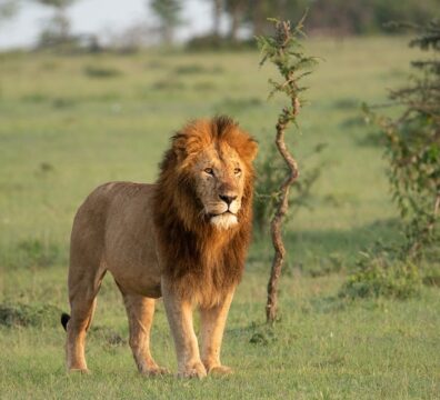 lion-712-masai mara