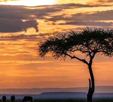 sunset-masai mara